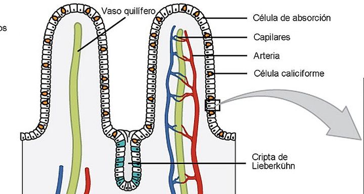 Vellosidad intestinal: Por aquí se absorben los nutrientes