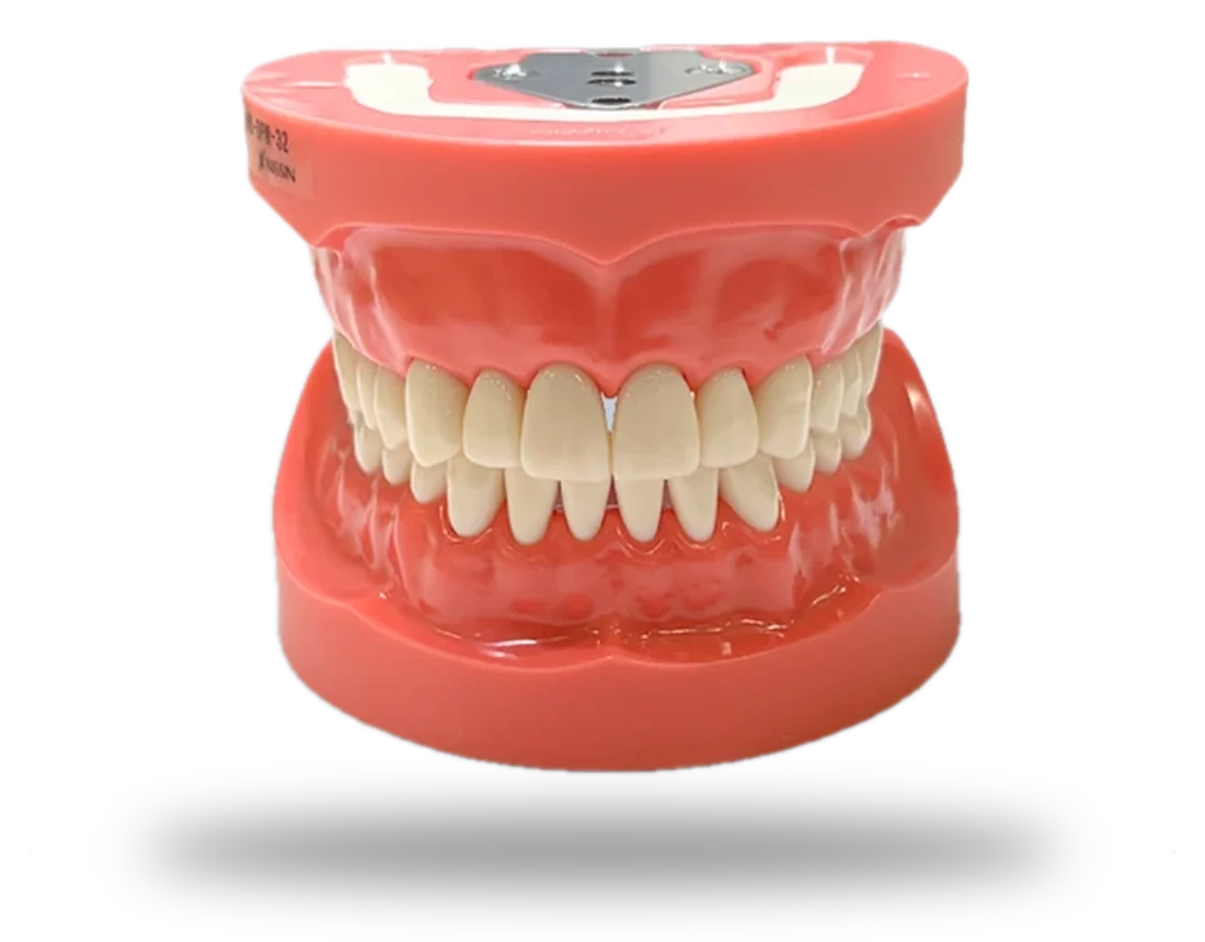 Typodont Nissin visto de frente