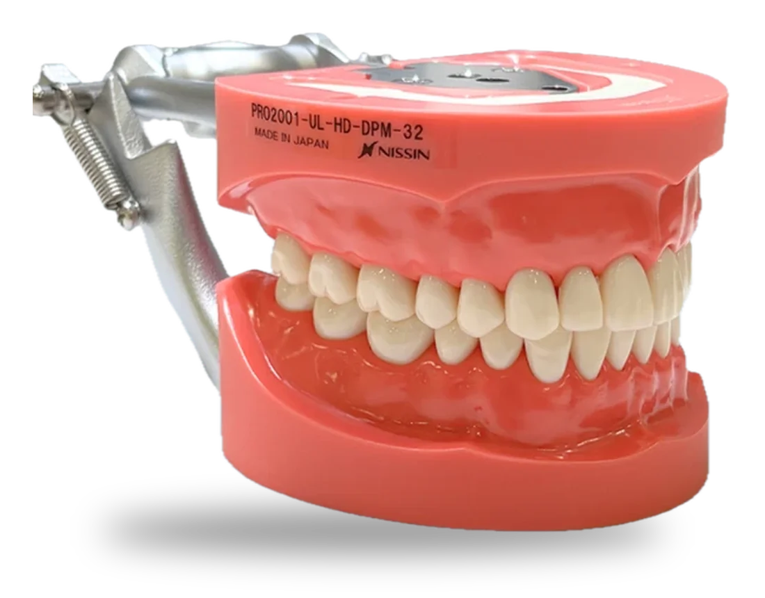 Typodont Nissin visto del otro lado